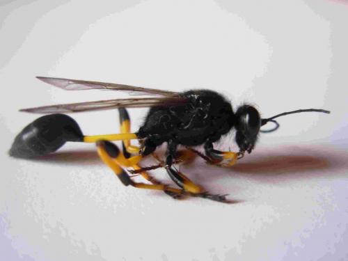 Sceliphron sp.
