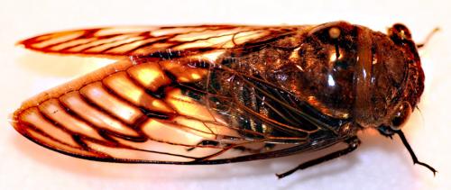 Fidicinoides sp.