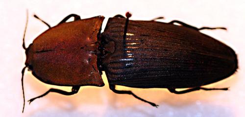 Chalcolepidius porcatus