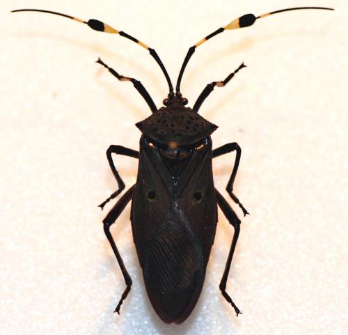 Réf. 15 326 : Molchina compressicornis