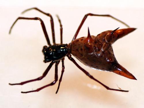 Réf. 15 327 : Micrathena sexspinosa