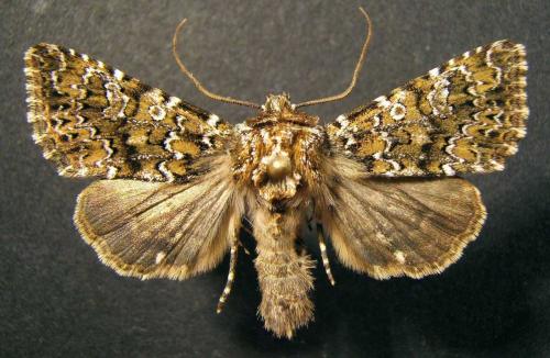 Hadena magnolii