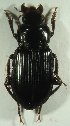 Réf. 15 512 : Harpalus sp.