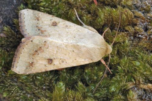 Réf. 15 730 : Helicoverpa armigera
