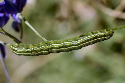 Réf. 15 585 : Heliothis viriplaca