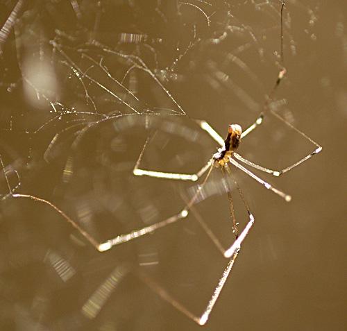 Holocnemus pluchei