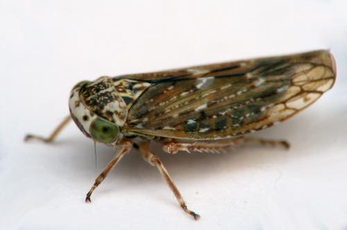 Acericerus heydenii