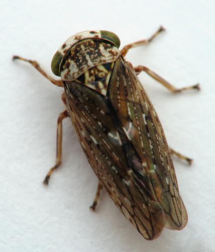 Acericerus heydenii