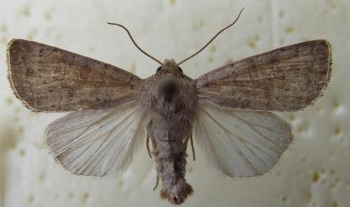 Hoplodrina sp.