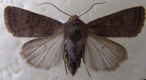 Réf. 15 691 : Hoplodrina sp.