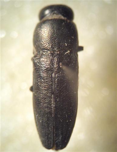Sphenoptera laportei
