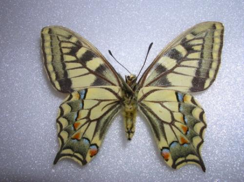 Papilio sp.