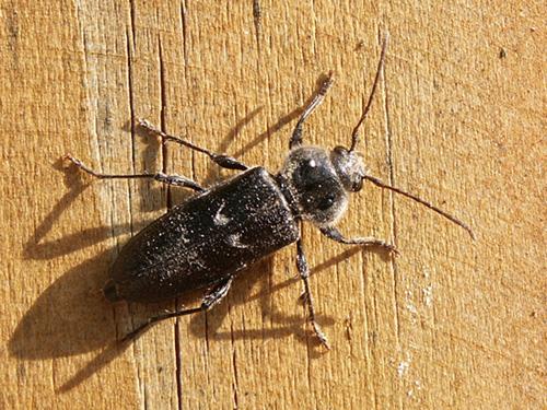 Hylotrupes bajulus