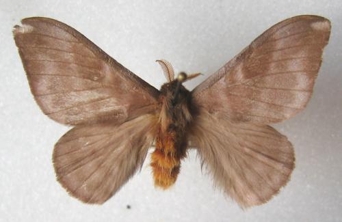 Hylesia sp.