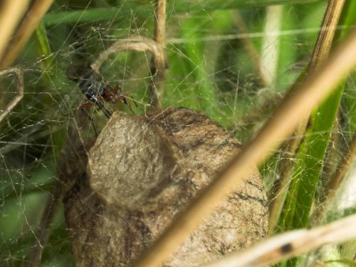 Tromatobia sp.