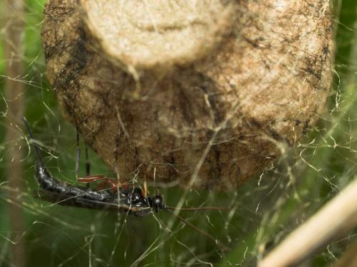 Tromatobia sp.
