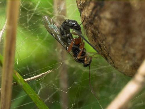 Tromatobia sp.