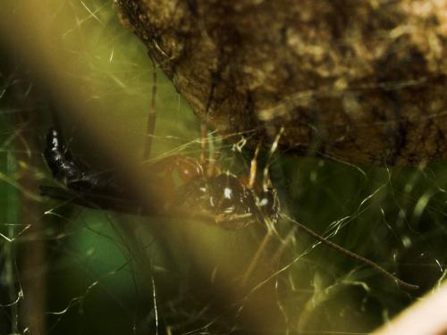 Tromatobia sp.