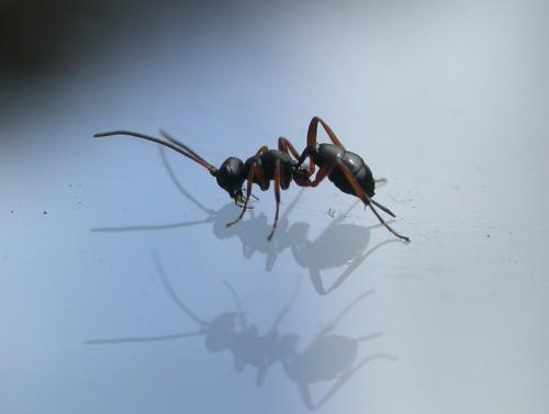Cryptinae