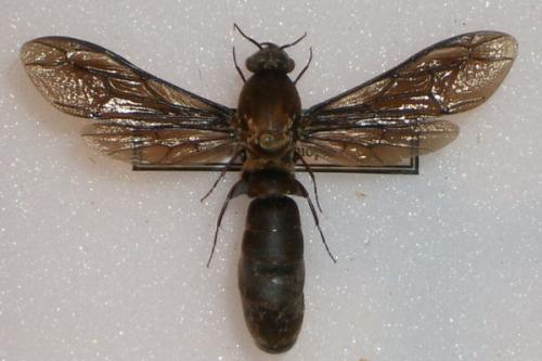 Dorylus nigricans