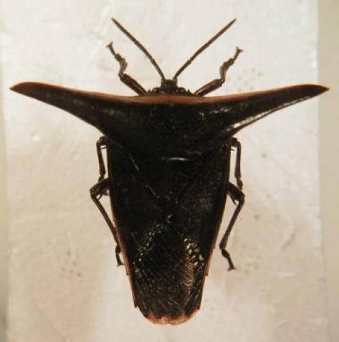 Hypencha aeroplana