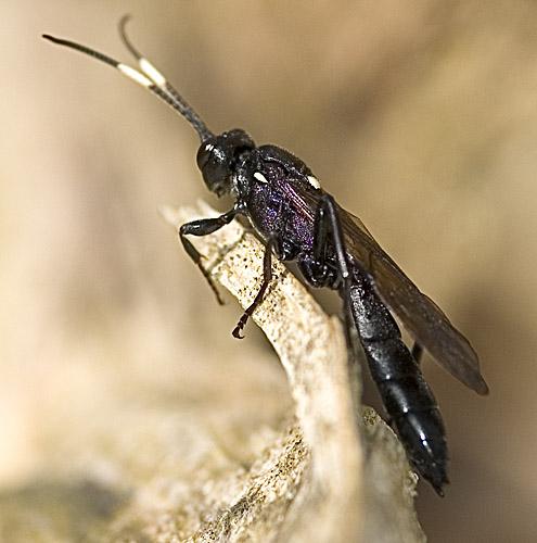 Réf. 15 611 : Ichneumoninae inconnu