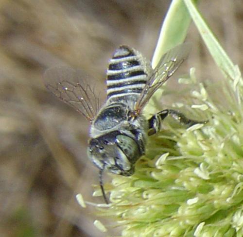 Megachile deceptoria