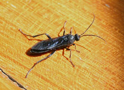 Réf. 15 619 : Stenichneumon culpator
