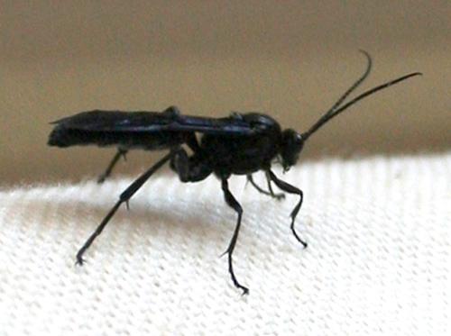 Réf. 15 620 : Stenichneumon culpator