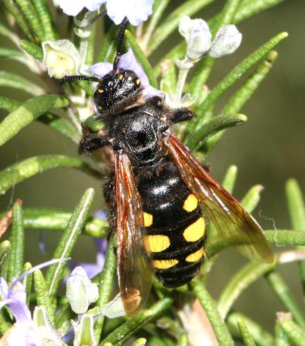 Colpa sexmaculata