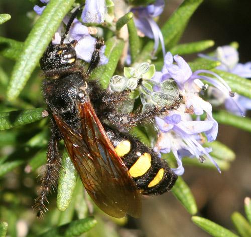 Réf. 15 527 : Colpa sexmaculata