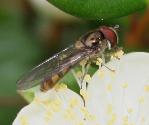 Réf. 15 497 : Meliscaeva auricollis