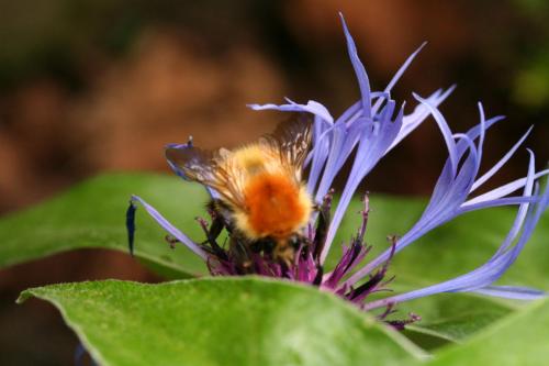 Réf. 15 785 : Bombus sp.