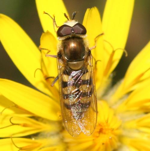 Eupeodes corollae