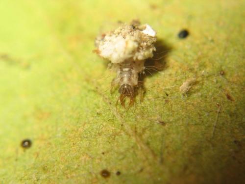 Pseudomallada sp.