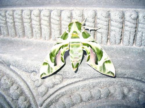 Daphnis nerii