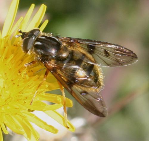 Ferdinandea fumipennis