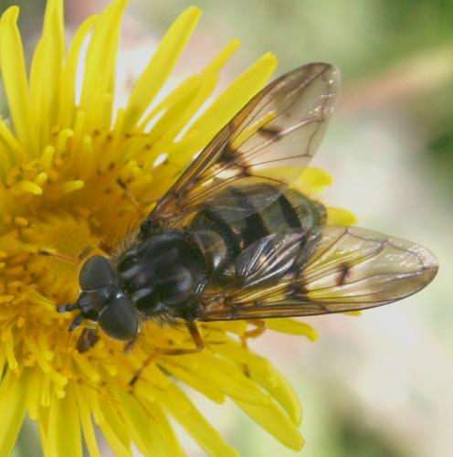 Ferdinandea fumipennis
