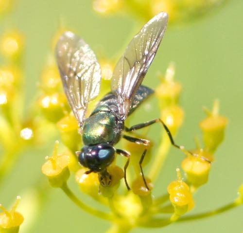 Chloromyia formosa