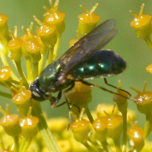 Chloromyia formosa
