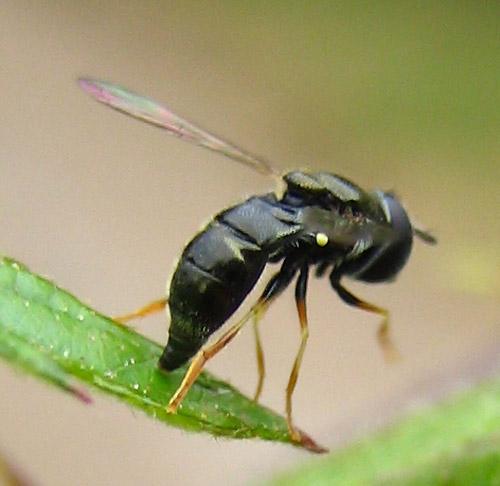 Paragus sp.