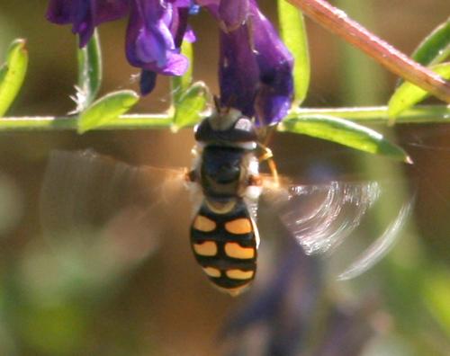 Réf. 15 587 : Scaeva albomaculata