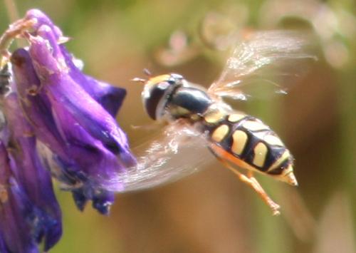 Réf. 15 588 : Scaeva albomaculata