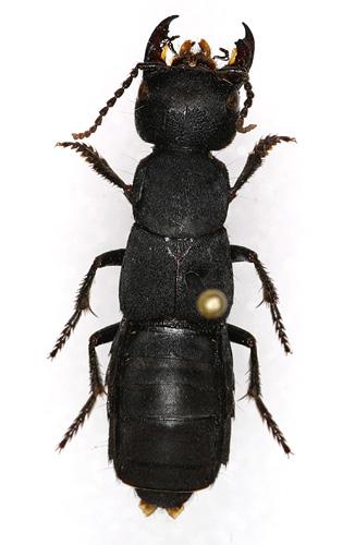 Réf. 15 031 : Ocypus olens