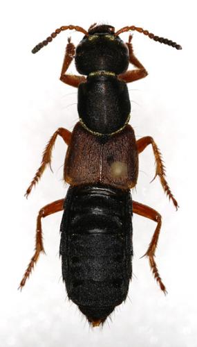 Réf. 15 039 : Staphylinus dimidiaticornis