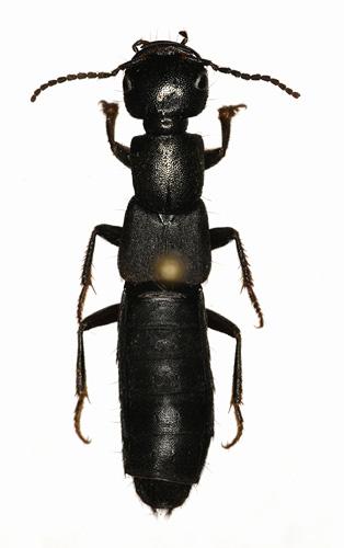 Tasgius sp.