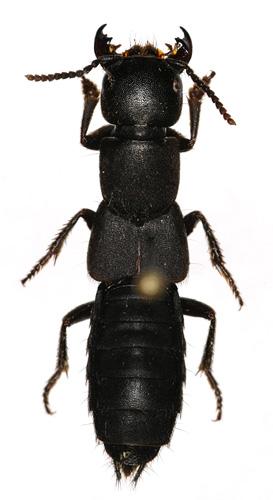 Réf. 15 069 : Ocypus aethiops
