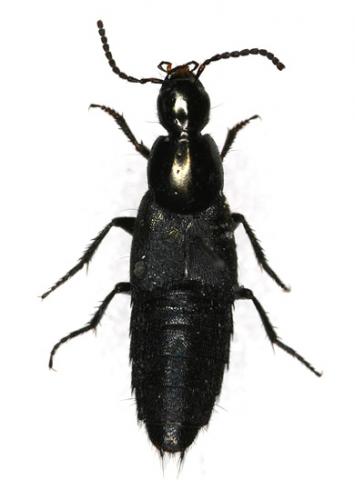 Réf. 15 041 : Philonthus sp.