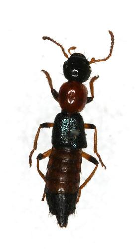 Paederus brevipennis