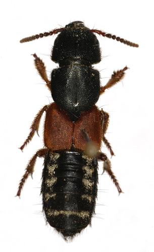 Réf. 15 043 : Platydracus stercorarius